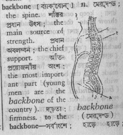 Backbone meaning in bengali