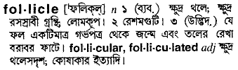 Follicle meaning in bengali