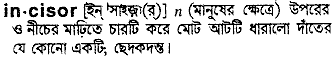 Incisor meaning in bengali