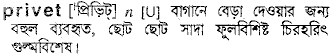 Privet meaning in bengali